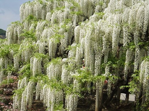 Ngất ngây với hoa tử đằng đầy quyến rũ ảnh 2